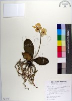 白蝴蝶蘭、臺灣蝴蝶蘭、蝴蝶蘭藏品圖，第1張
